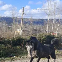 فروش اسب نریان کرد|اسب و تجهیزات اسب‌سواری|مرزیکلا, |دیوار