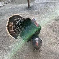 بوقلمون نر و ماده