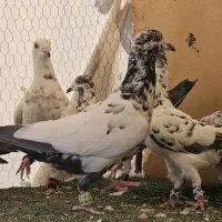 کفتر پلاکی گلی بزک