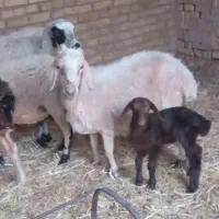 میش و بچه نر