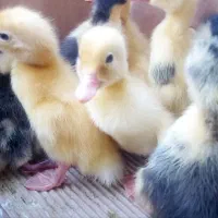 فروش جوجه به صورت عمده