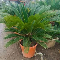 فروش انواع گل و گیاه