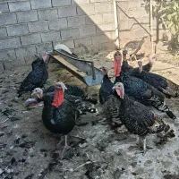 بوقلمون برنزه