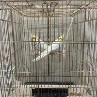 عروس هلندی لوتینو جفت