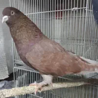 کبوتر نر سرخ و سه تا جوجه بوم ندیده