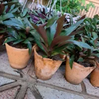 گل زیپلین پاندانوس یخی پتوس|گل و گیاه طبیعی|اصفهان, شاه پسند|دیوار