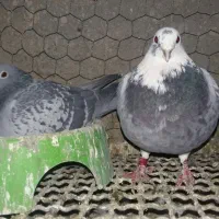 یک جفت کفتر مسافتی