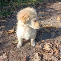 توله سگ اشپیتز|سگ|لولمان, |دیوار