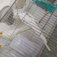 سه جفت عروس مولد|پرنده|بافت, |دیوار