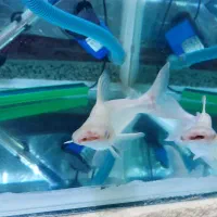 اگواریم 6 میل باکل وسایل|ماهی|اردبیل, |دیوار