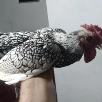 خروس میناتوری سیبرات سفید