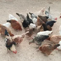 مرغ و خروس|حیوانات مزرعه|کوهدشت, |دیوار