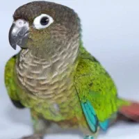 طوطی گرینچیک «گمشده»|حیوانات|دهگلان, |دیوار