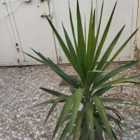 گل خانگی|گل و گیاه طبیعی|میاندوآب, |دیوار