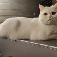 گربه بریتیش برفی