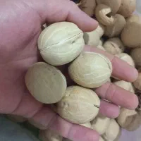 گردو