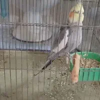 گمشده پرنده