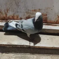 کفتر|پرنده|بیرجند, |دیوار