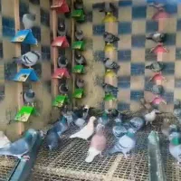 همه مدل کفتر پلاکی مسافتی مسابقات