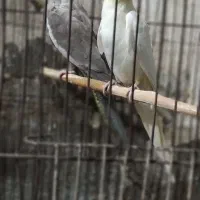 عروس هلندی|پرنده|آغاجاری, |دیوار