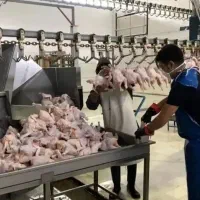 کارگر در کشتارگاه مرغ خانگی