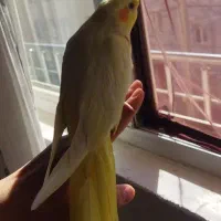 عروس هلندی لوتینو|پرنده|دهگلان, |دیوار