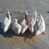 کبوتر معاوضه با عروس هلندی|پرنده|نوبران, |دیوار