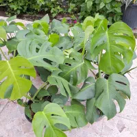 فروش گل های آپارتمانی