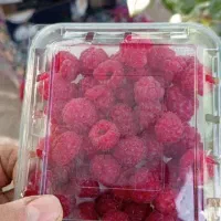 پخش رزبری ومیوه های استوایی در رشت|خوردنی و آشامیدنی|رشت, پستک|دیوار