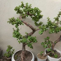 درخنچه خرفه جید مینیاطور