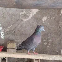 زاغ