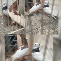 چند جفت طوقی و ۳عدد ساده سیاه|پرنده|مشهد, چهاربرج|دیوار