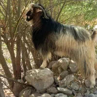 نر بز|حیوانات مزرعه|یاسوج, |دیوار