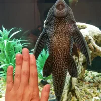 ماهی لجن خوار.یک میلیون تومن