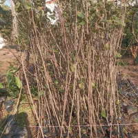 فروش نهال فندق گلدانی ریشه پرس وریشه لخت|خدمات باغبانی و درختکاری|رحیمآباد, |دیوار