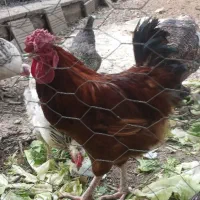 خروس