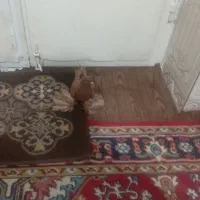 کبوتر|پرنده|بناب, |دیوار