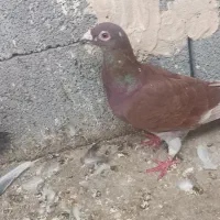 کبوتر .|پرنده|اهواز, شهرک نفت|دیوار