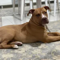 واگذاری سگ پیت بول