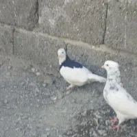 سه عدد کبوتر پرشی|پرنده|منوجان, |دیوار