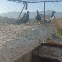 کفتر مناسب|پرنده|بیرجند, |دیوار