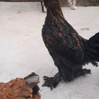 مرغ و خروس سلطان
