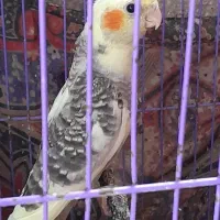 عروس هلندی ۴۵ روزه