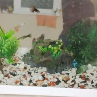 آکواریوم شیشه خم شرکتی|ماهی|ابهر, |دیوار