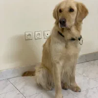 واگذاری رایگان گلدن عقیم شده