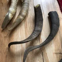 شاخ بزعتیقه