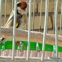 سهره  دهن قشنگ ۴گل