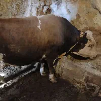 گاو های نر گوشتی