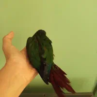 گرینچیک|پرنده|مشهد, ادیب نیشابوری (شهرک غرب)|دیوار