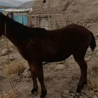 اسب نر ۱ساله|اسب و تجهیزات اسب‌سواری|ورزقان, |دیوار